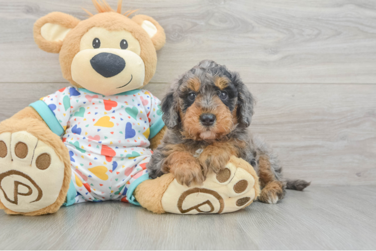 Petite Mini Goldendoodle Poodle Mix Pup