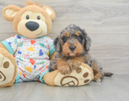 8 week old Mini Goldendoodle Puppy For Sale - Florida Fur Babies