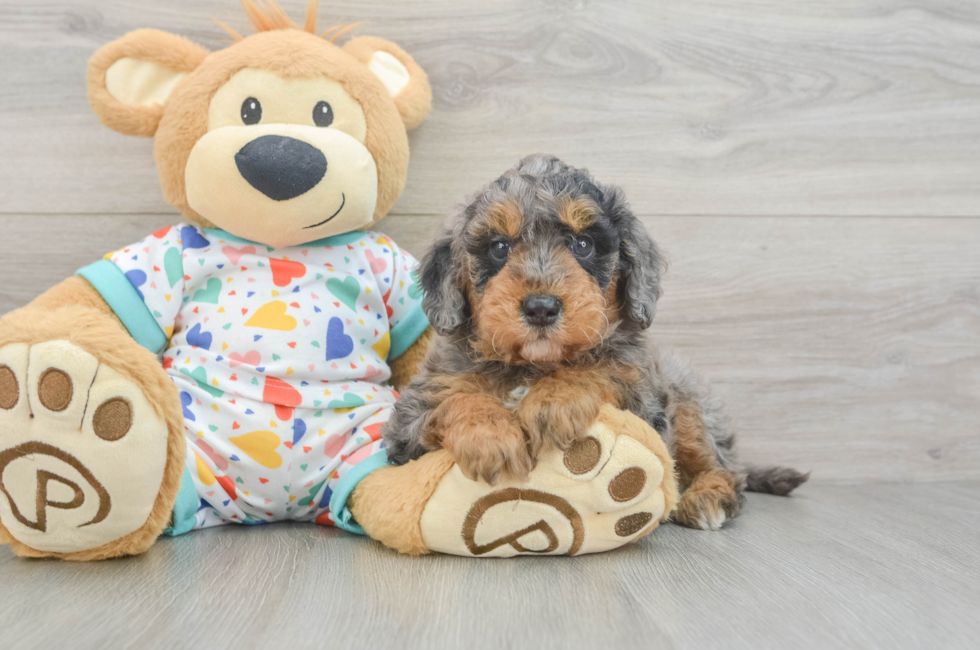6 week old Mini Goldendoodle Puppy For Sale - Florida Fur Babies