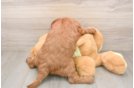 Mini Goldendoodle Puppy for Adoption