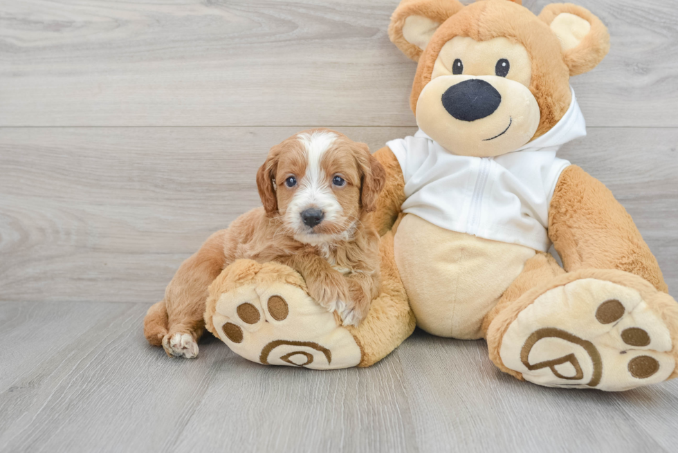 Best Mini Goldendoodle Baby