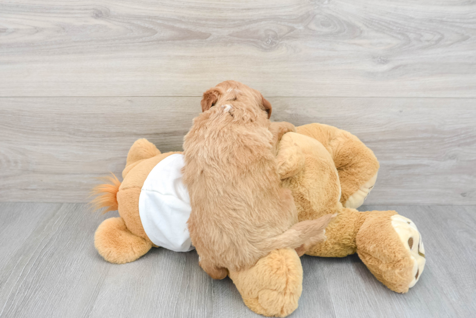 Happy Mini Goldendoodle Baby