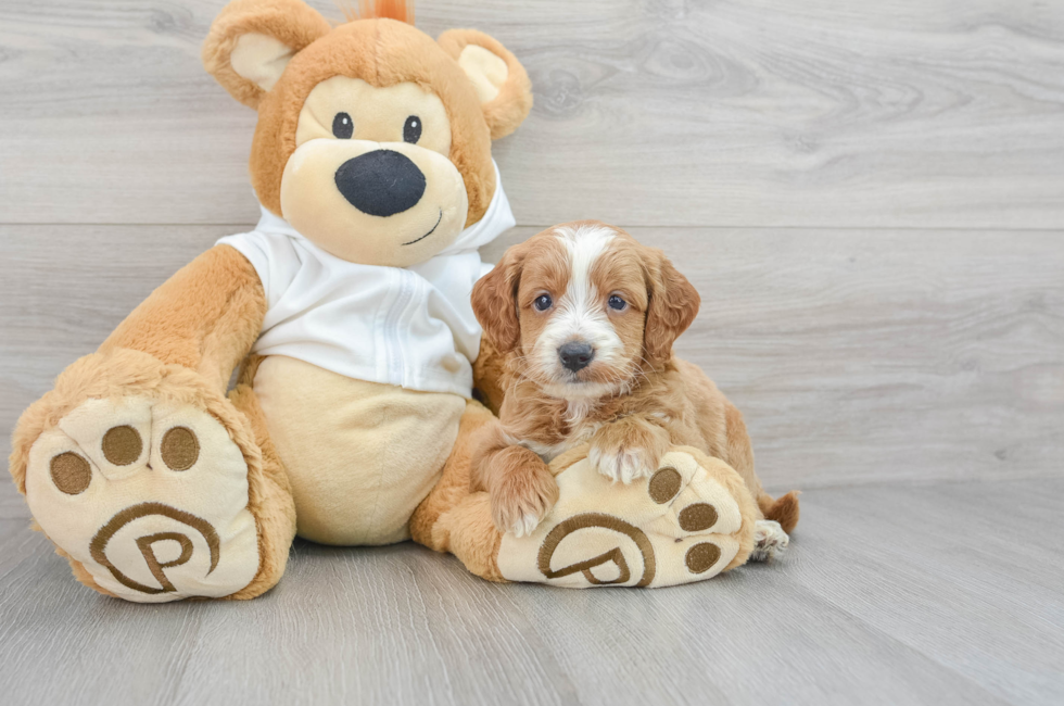 5 week old Mini Goldendoodle Puppy For Sale - Florida Fur Babies