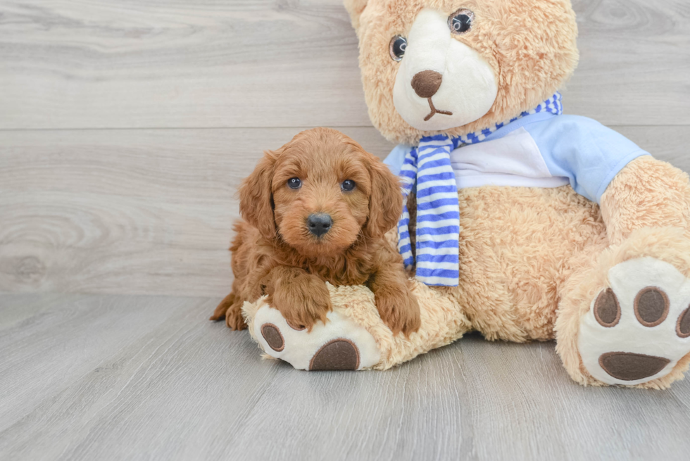 Mini Goldendoodle Pup Being Cute