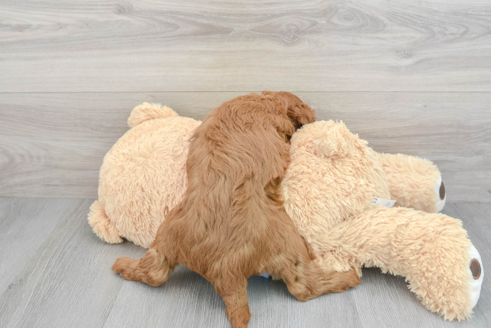 Mini Goldendoodle Puppy for Adoption