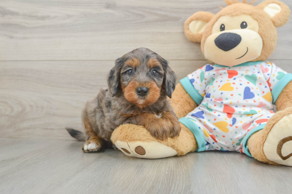 6 week old Mini Goldendoodle Puppy For Sale - Florida Fur Babies