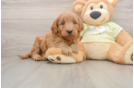 Hypoallergenic Mini Goldiepoo Poodle Mix Puppy