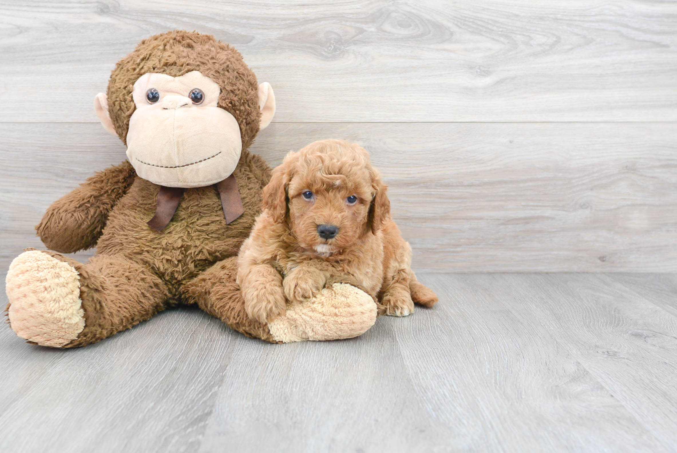 Mini Goldendoodle Puppy for Adoption