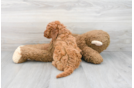 Meet Hudson - our Mini Goldendoodle Puppy Photo 3/3 - Florida Fur Babies