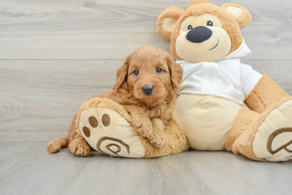 Mini Goldendoodle Pup Being Cute