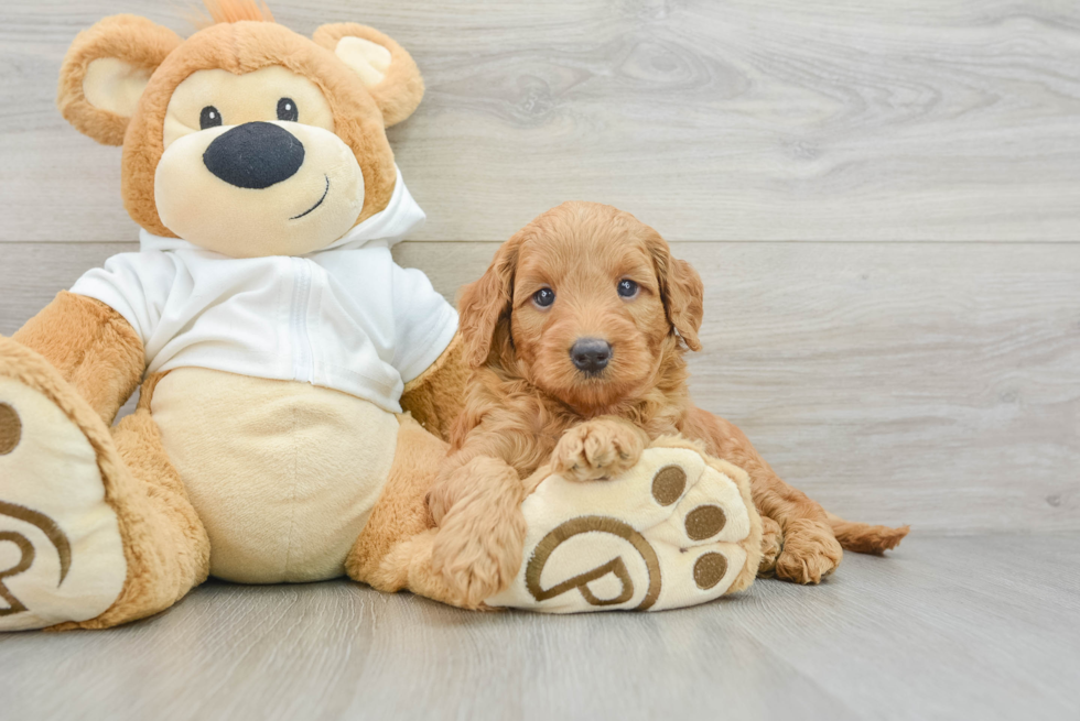 Cute Mini Goldendoodle Baby