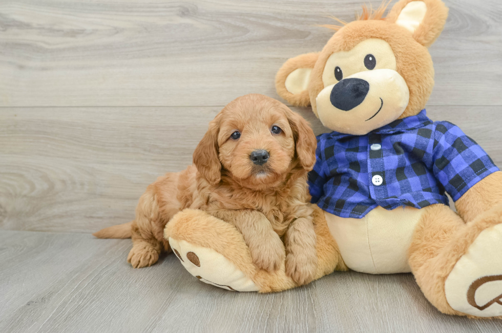 6 week old Mini Goldendoodle Puppy For Sale - Florida Fur Babies