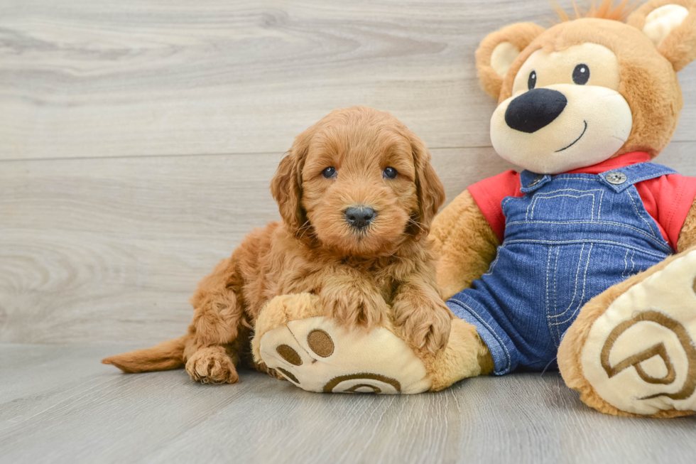 Petite Mini Goldendoodle Poodle Mix Pup