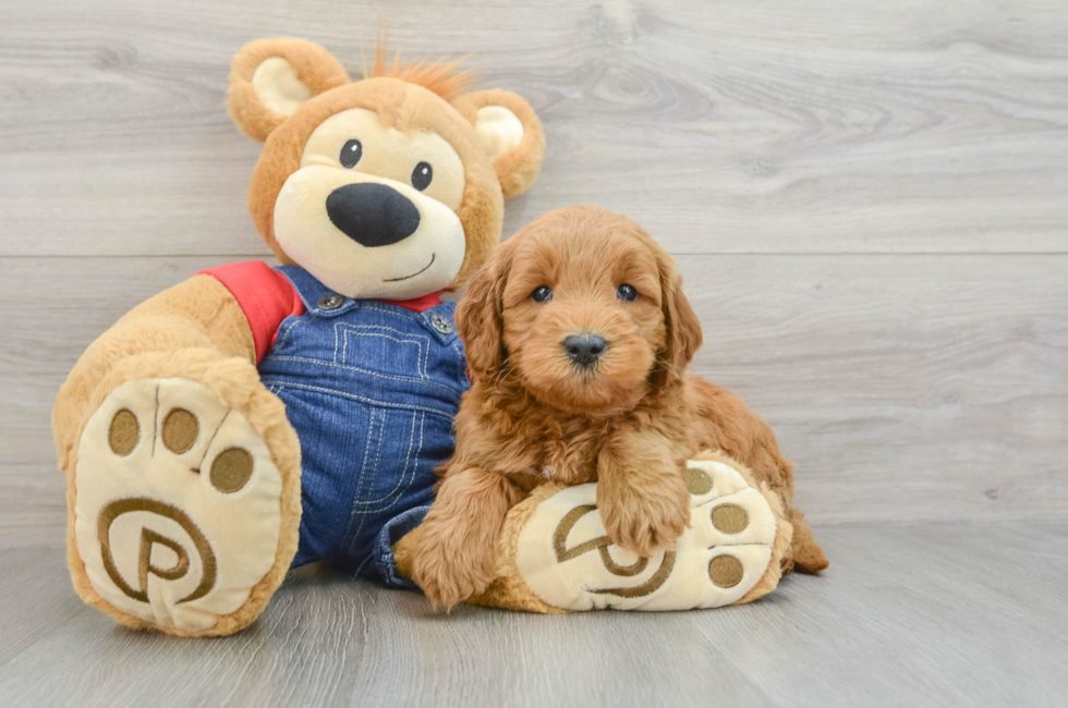 6 week old Mini Goldendoodle Puppy For Sale - Florida Fur Babies