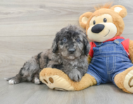 7 week old Mini Goldendoodle Puppy For Sale - Florida Fur Babies