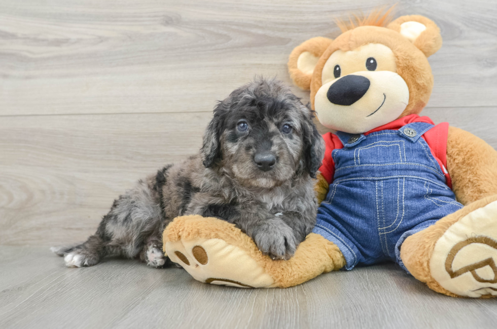 6 week old Mini Goldendoodle Puppy For Sale - Florida Fur Babies