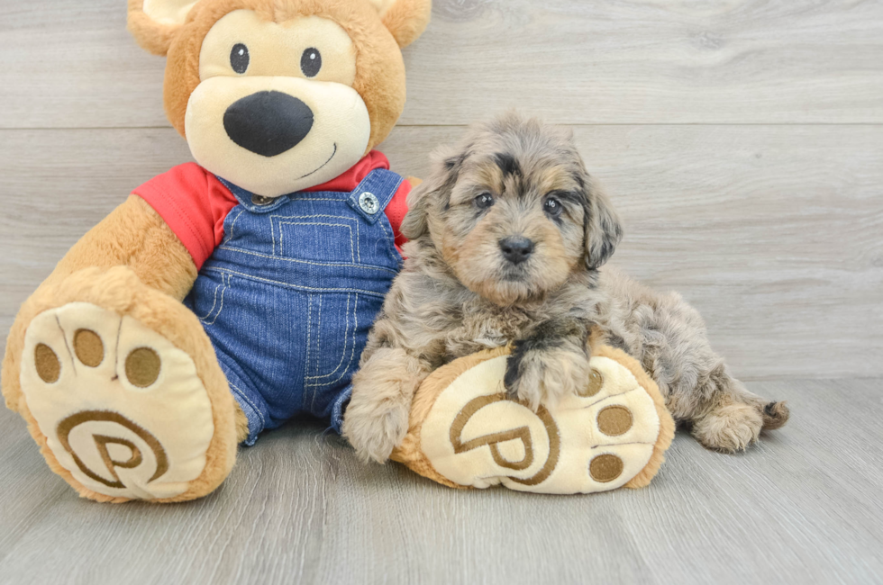 5 week old Mini Goldendoodle Puppy For Sale - Florida Fur Babies