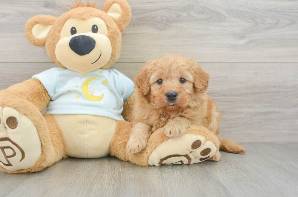 5 week old Mini Goldendoodle Puppy For Sale - Florida Fur Babies