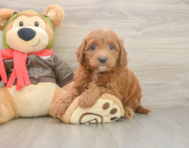 7 week old Mini Goldendoodle Puppy For Sale - Florida Fur Babies