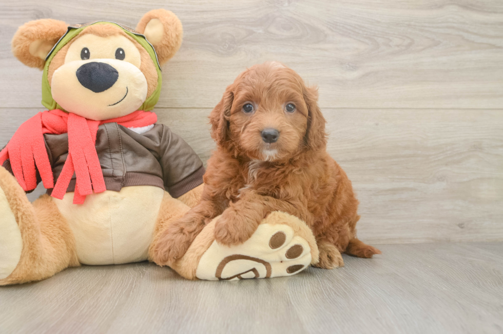 5 week old Mini Goldendoodle Puppy For Sale - Florida Fur Babies