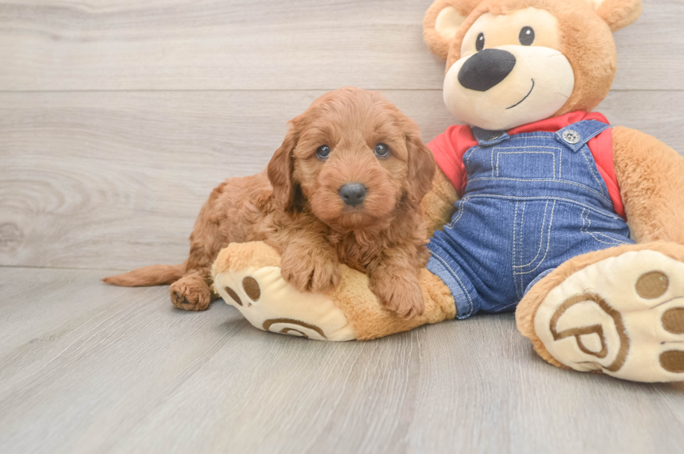 5 week old Mini Goldendoodle Puppy For Sale - Florida Fur Babies