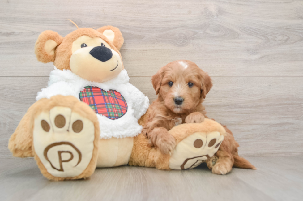 5 week old Mini Goldendoodle Puppy For Sale - Florida Fur Babies