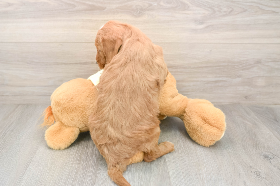 Funny Mini Goldendoodle Poodle Mix Pup