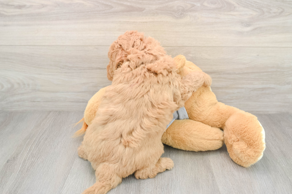 Petite Mini Goldendoodle Poodle Mix Pup