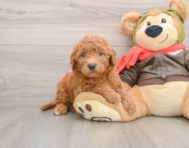 6 week old Mini Goldendoodle Puppy For Sale - Florida Fur Babies