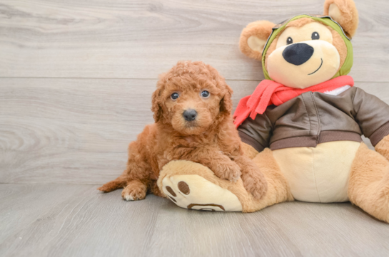 Best Mini Goldendoodle Baby
