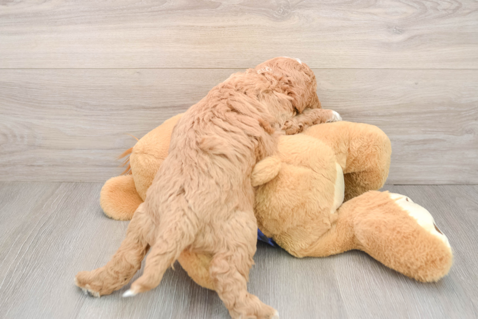Mini Goldendoodle Pup Being Cute