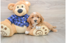 Cute Mini Goldendoodle Baby