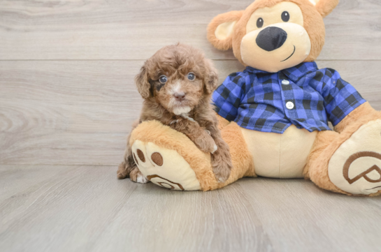Mini Goldendoodle Pup Being Cute