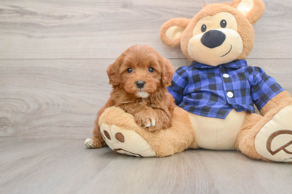 Mini Goldendoodle Puppy for Adoption