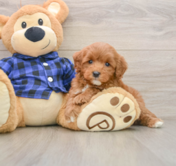 6 week old Mini Goldendoodle Puppy For Sale - Florida Fur Babies