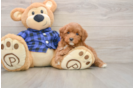 Energetic Golden Doodle Poodle Mix Puppy