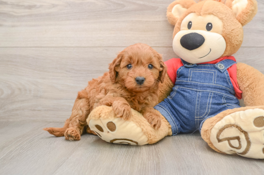 Cute Mini Goldendoodle Baby