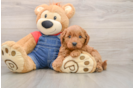 Mini Goldendoodle Pup Being Cute