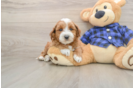 Mini Goldendoodle Pup Being Cute