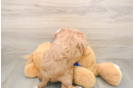 Small Mini Goldendoodle Baby
