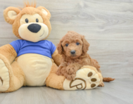 7 week old Mini Goldendoodle Puppy For Sale - Florida Fur Babies