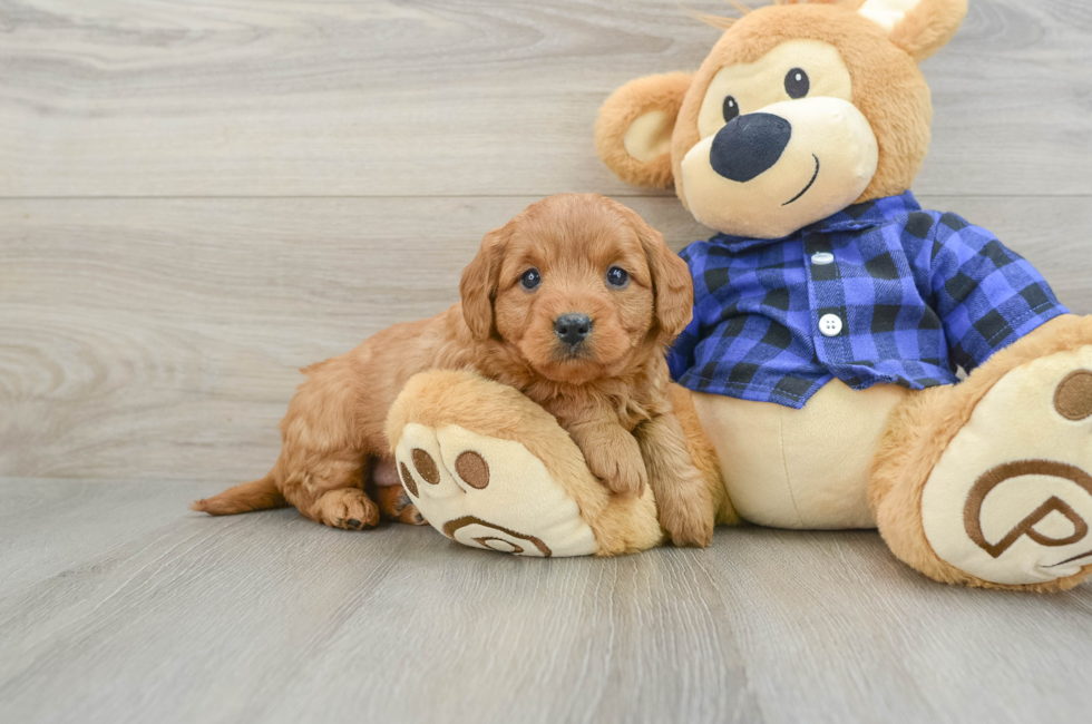 6 week old Mini Goldendoodle Puppy For Sale - Florida Fur Babies