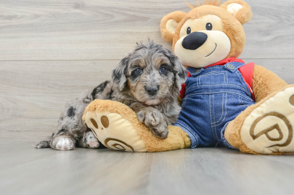 6 week old Mini Goldendoodle Puppy For Sale - Florida Fur Babies