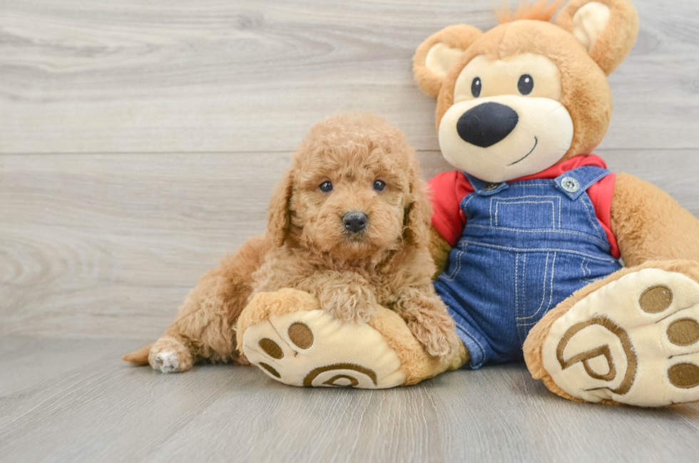 5 week old Mini Goldendoodle Puppy For Sale - Florida Fur Babies
