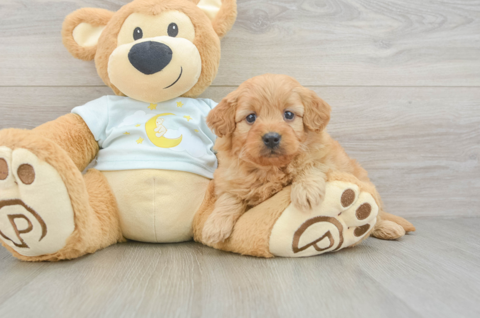 5 week old Mini Goldendoodle Puppy For Sale - Florida Fur Babies