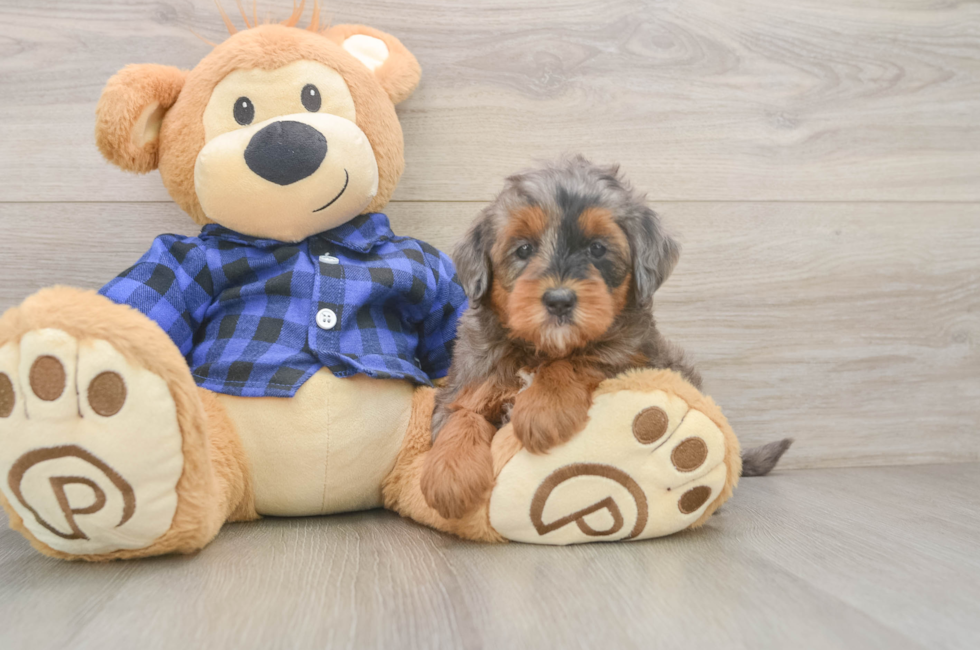 6 week old Mini Goldendoodle Puppy For Sale - Florida Fur Babies