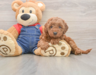 7 week old Mini Goldendoodle Puppy For Sale - Florida Fur Babies