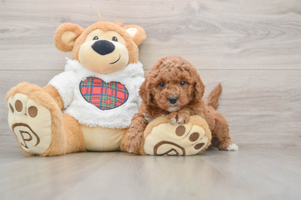 5 week old Mini Goldendoodle Puppy For Sale - Florida Fur Babies