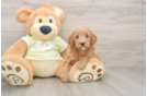 Mini Goldendoodle Puppy for Adoption