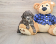 7 week old Mini Goldendoodle Puppy For Sale - Florida Fur Babies